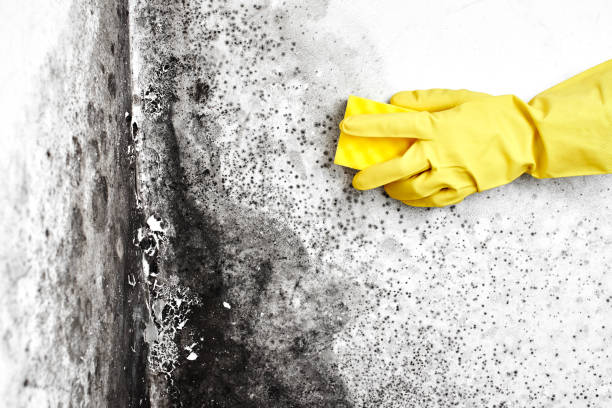Crawl Space Mold Removal in Mountain Grove, MO