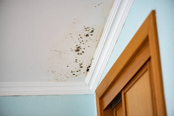 Certified Mold Removal in Mountain Grove, MO