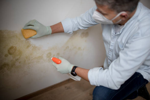 Best Certified Mold Removal  in Untain Grove, MO