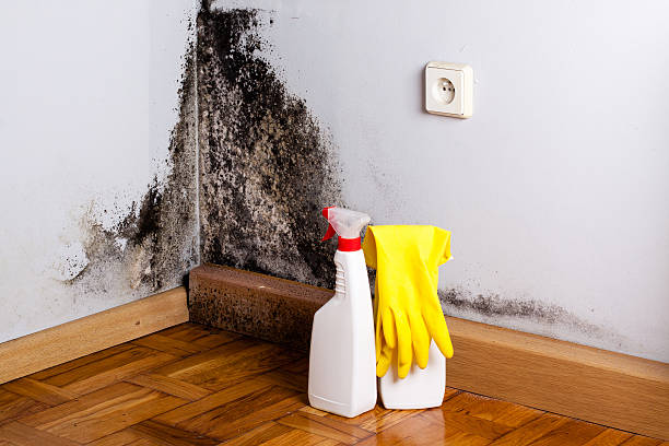 Mold Testing and Removal in Mountain Grove, MO