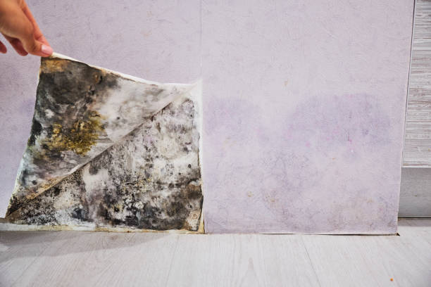 Best Affordable Mold Removal  in Untain Grove, MO